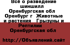 Всё о разведение шиншилл - Оренбургская обл., Оренбург г. Животные и растения » Грызуны и Рептилии   . Оренбургская обл.